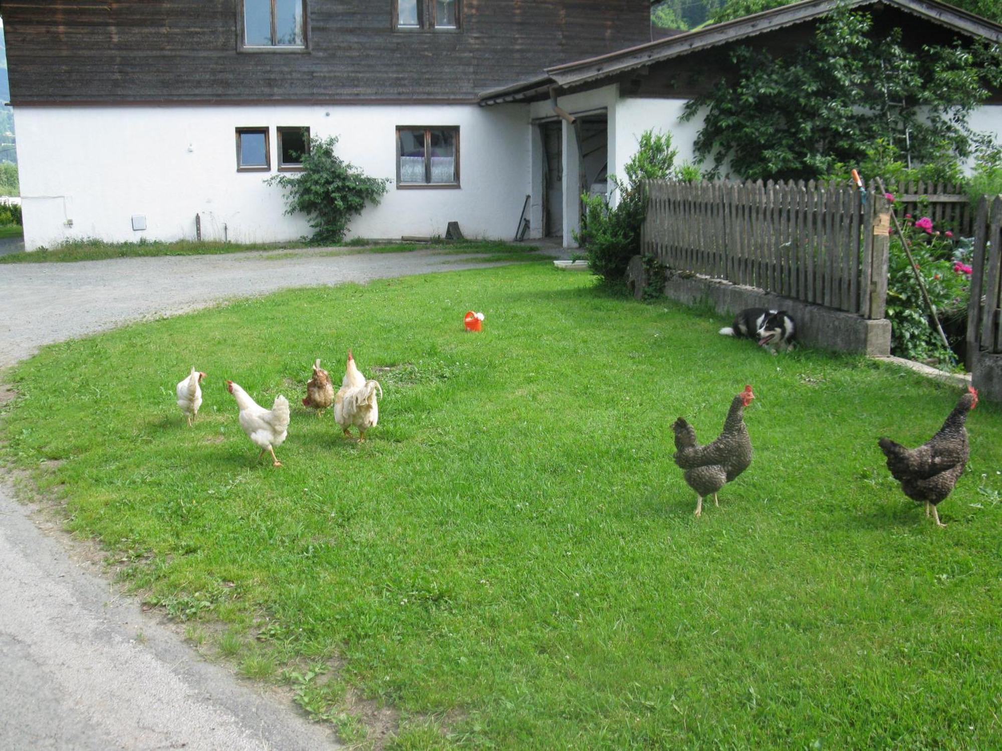 Malernhof Bed and Breakfast Kitzbühel Eksteriør billede